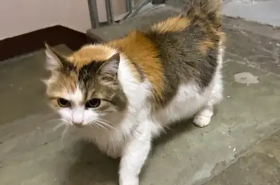 Найдена кошка, Москва, фото: Кошка найдена, Серпуховский Вал, Москва