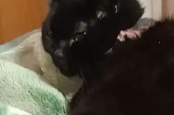 Кошки потеряшки, Кемерово, фото: Потеряшка кошка на Коперной 91, Кемерово