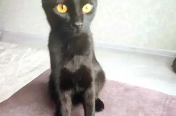 Кошки потеряшки, Мурманск, фото: Потеряшка кошка Люся, Связи 5, Мурманск