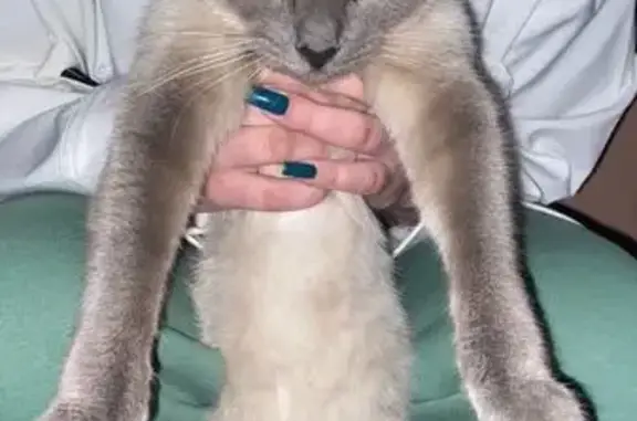 Пропала кошка, б-р Чавайна, 18, Йошкар-Ола