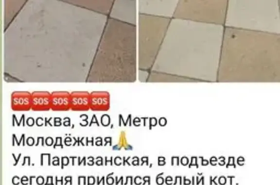 Кошка найдена: Партизанская ул., 22, Москва