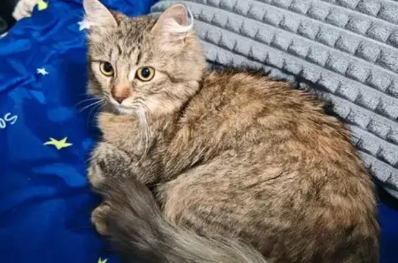 Найдена кошка, Красноармейская 26, Псков