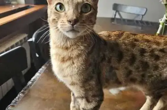 Кошки потеряшки, Стрельна, фото: Потеряшка кошка, Сосновый пер., 4, Стрельна