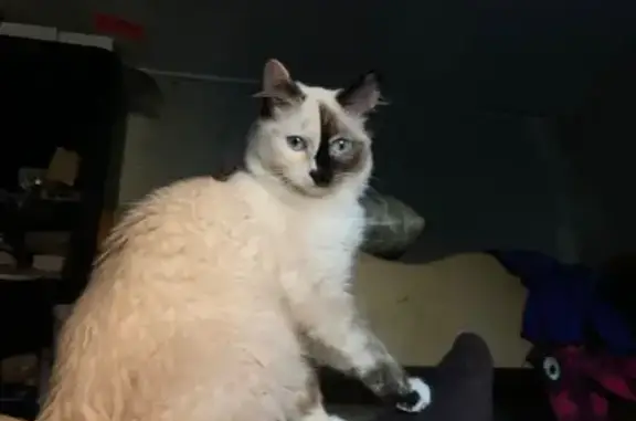 Кошки потеряшки, Петрово, фото: Потеряшка кошка Мия, Петрово, Зелёная ул.