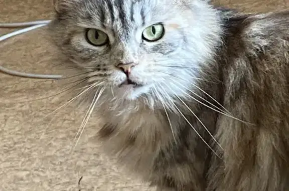 Кошки потеряшки, Петрово, фото: Потеряшка кошка Белла, Петрово, 15.06.2025