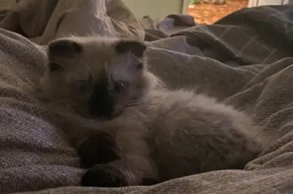 Кошки потеряшки, Россошь, фото: Потеряшка кошка, ул. 9 Января, 37, Россошь