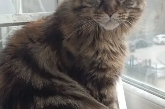Пропала кошка, СНТ Кооператор, 13 линия