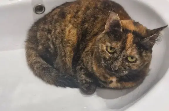 Кошки потеряшки, Раменское, фото: Потеряшка кошка, ул. Гурьева 16, Раменское