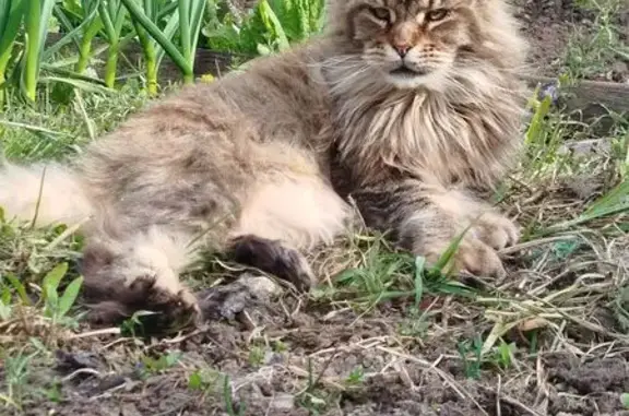 Пропала кошка, ул. Свободы, Ясногорск