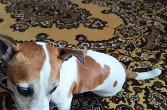 Найдена собака Джек Рассел, Старый Оскол