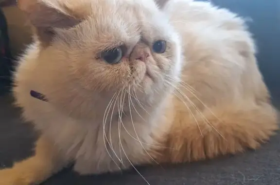 Найдена кошка, Ясный пер., 20, Аннинское