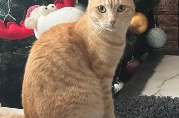 Потерянные животные Ставрополь, фото: Пропала кошка, ул. Фроленко 22, Ставрополь