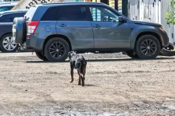 Ротвеллер найден на автодороге Меридиан