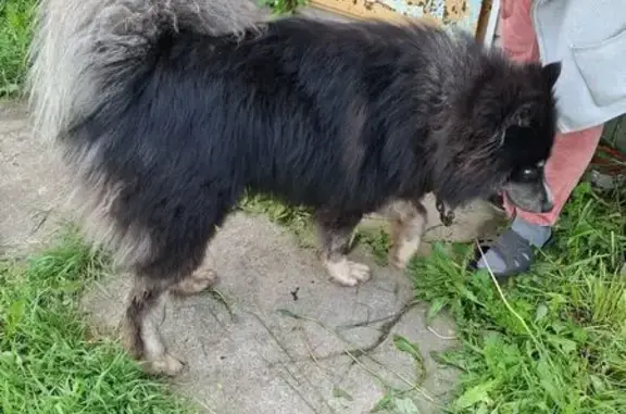 Найдена собака, Гидроторф, фото: Собака найдена: ул. Федотиха, Гидроторф