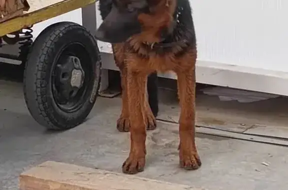 Собака найдена: Р-298, Девицкое СП