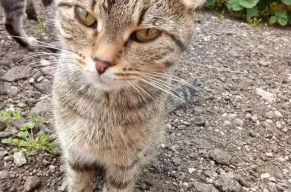 Найдена кошка, Пензенская область, фото: Найдена кошка, Сердобск, Пензенская обл.