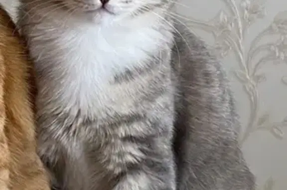 Пропал котёнок у села Ильинка, вело-трасса