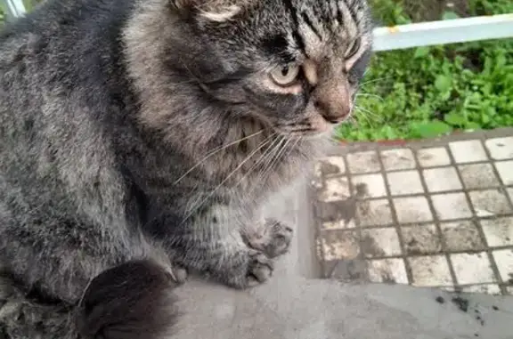Найдена кошка, Солнечногорск, фото: Кошка найдена на Гражданской, 14, Солнечногорск
