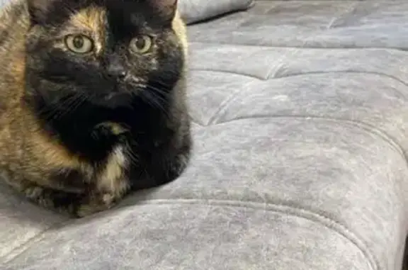 Потерянные животные Оренбург, фото: Пропала кошка, ул. Металлистов, 68, Оренбург