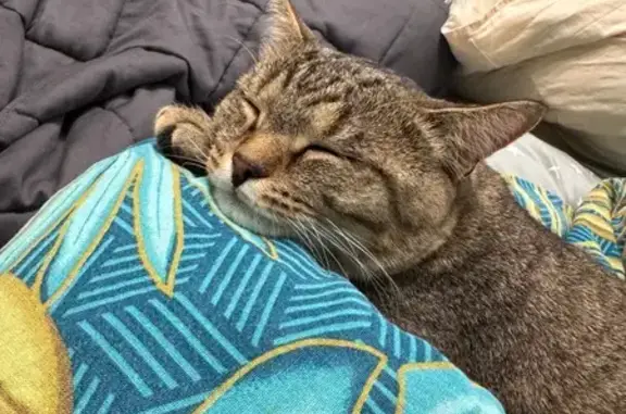 Кошка найдена на ул. Чаркова, Тюмень