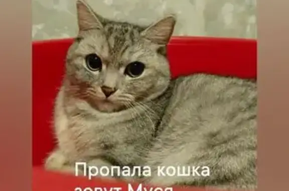 Пропала кошка на ул. Стучки, 10, Слободской
