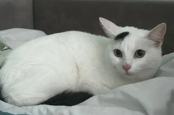 Пропала кошка, Краснодарская 66Г, Анапа