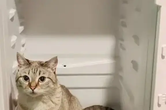 Пропала кошка, ул. Осминина, 5, Омск