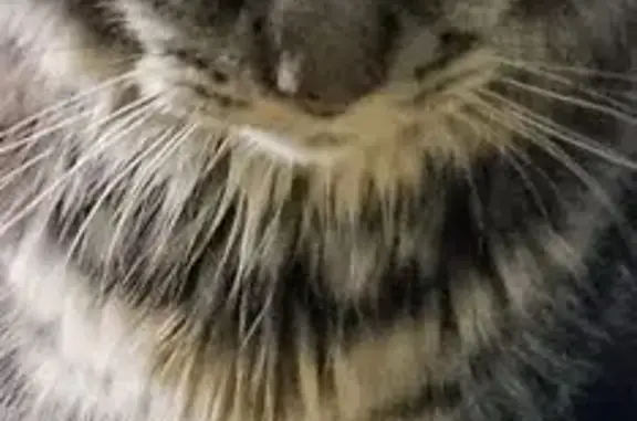 Кошки потеряшки, Курган, фото: Потеряшка серая кошка, Криволапова 61, Курган