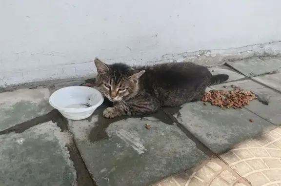 Кошка найдена на Московском проспекте, 10
