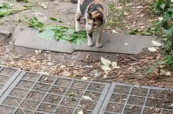 Трёхцветная кошка найдена, Мироновская 33