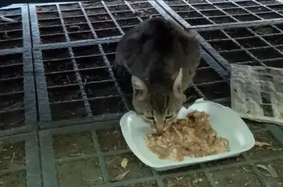 Кошка найдена: Мироновская ул, 27 с12