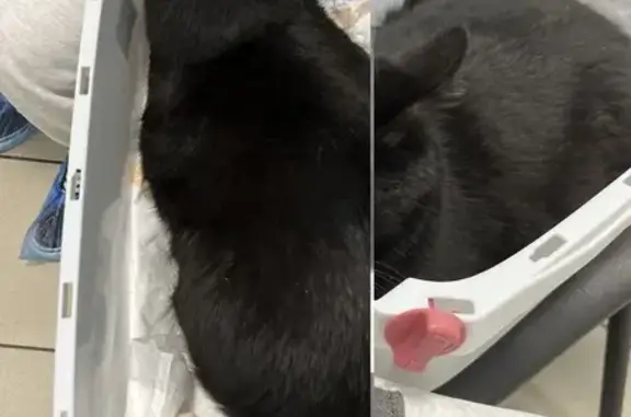 Найдена кошка, , фото: Кошка найдена: ул. 40 лет Победы, 45Д