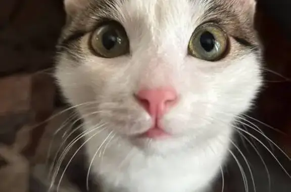 Кошки потеряшки, Дивногорск, фото: Потеряшка кошка, Нижний проезд, Дивногорск