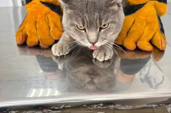 Кошка найдена: Коммунистический 39, Горно-Алтайск