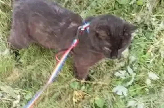 Кошки потеряшки, Ульяновск, фото: Потеряшка кошка, Отрадная ул., Ульяновск