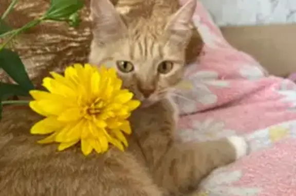 Кошки потеряшки, Пермь, фото: Потеряшка рыжая кошка, ул. Гашкова 34, Пермь