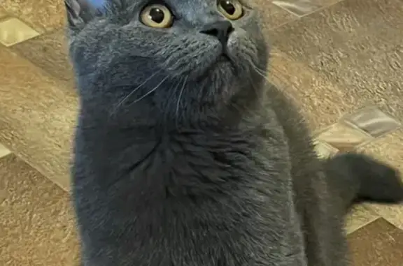 Кошки потеряшки, Сосновоборск, фото: Потеряшка кошка, ул. 9-й Пятилетки, 30