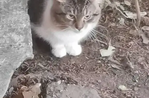 Пропала кошка, Краснодар