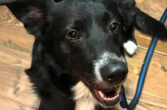 Найденные животные Москва, фото: Собака найдена: Сиреневый бульвар, 60