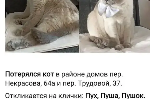 Кошки потеряшки, Барнаул, фото: Потеряшка кошка, Трудовой пер., 37, Барнаул