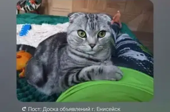 Кошки потеряшки, Енисейск, фото: Потеряшка кошка, Чкалова 28, Енисейск