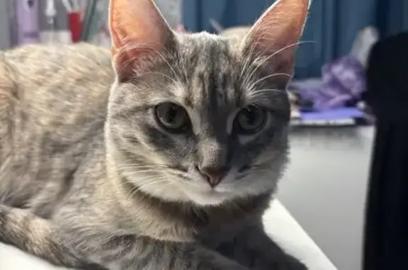 Кошки потеряшки, имени Бабушкина, фото: Потеряшка кошка, Мелиоративная 20