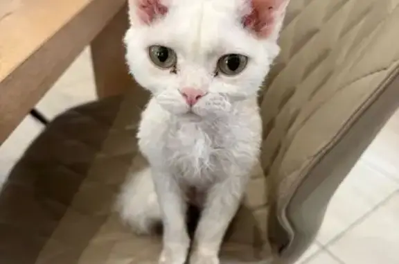 Кошки потеряшки, Ленинградская область, фото: Потеряшка кошка, пос. им. Свердлова