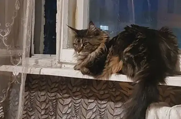 Пропала кошка в Набережных Челнах