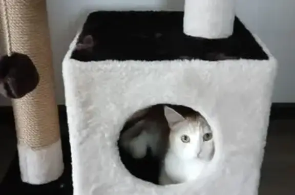 Кошки потеряшки, Самарская область, фото: Потеряшка кошка, Новосемейкино, Самарская обл.