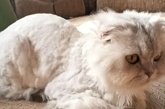 Кошки потеряшки, Чусовой, фото: Потеряшка кошка, ул. Ленина, 6, Чусовой