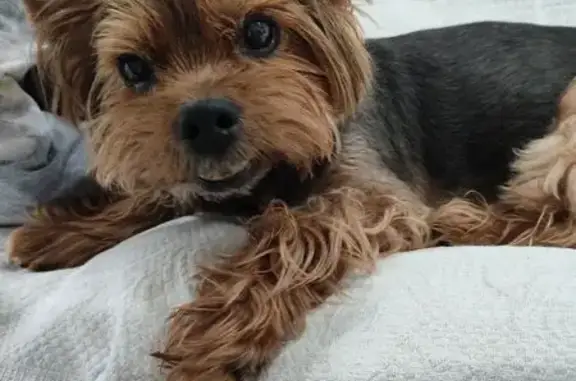 Собака найдена: ул. Таллерова, 28, Чебоксары