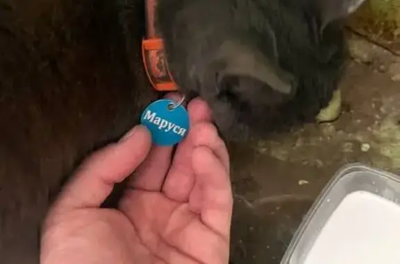 Найдена кошка, Каменск-Уральский, фото: Кошка найдена у пр. Победы, 29, Каменск