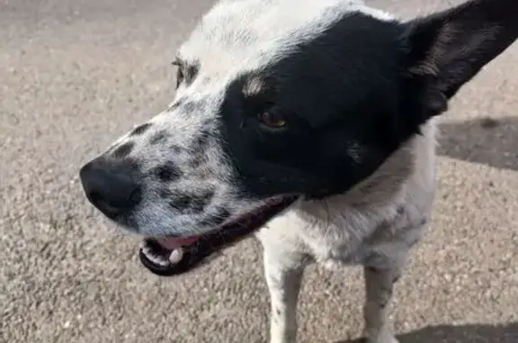 Собака найдена: ул. Ратной Славы, 32