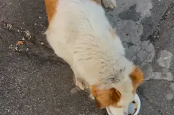 Найдена собака на Серышева, 8, Хабаровск